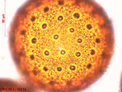 Mirabilis jalapa - lame n° 29409